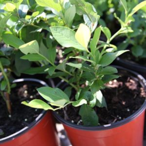 Blueberry Bush Starter